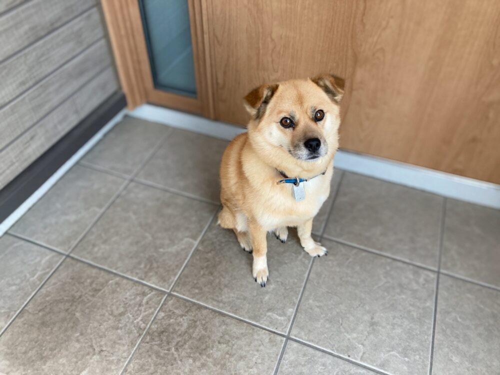 玄関ドアの前に座る犬